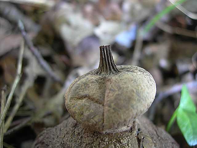 La flora micologica del Leymenthal